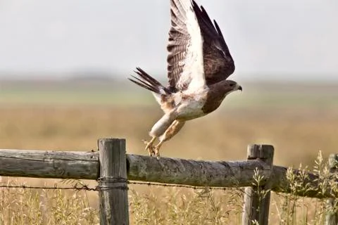 Swainson Hawk on Post Stock Photos