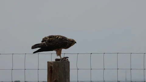 Swainson's Hawk Eating Prey Stock Footage 342958502