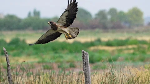 Swainson's Hawk flying from a fence post over a field as it rains Stock Footage 340848134