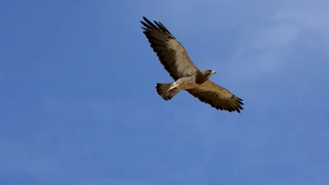 Swainson's Hawk flying through the sky gliding in slow motion 库存影片 201906065