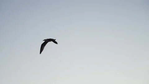 Swainson's Hawk flying through the sky gliding in slow motion in the Utah Stock Footage 292140927