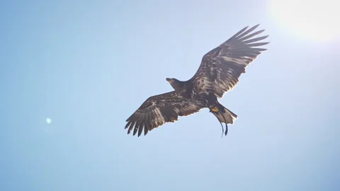 Swainson's Hawk flying through the sky gliding in slow motion in the Utah wilder Stock Footage 294656661