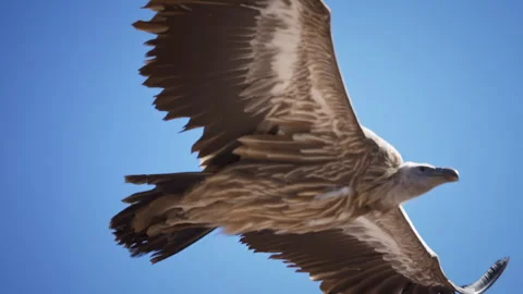 Swainson's Hawk flying through the sky gliding in slow motion in the Utah wilder Video stock 294656747
