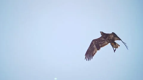 Swainson's Hawk flying through the sky gliding in slow motion in the Utah wilder Stock Footage 294656896