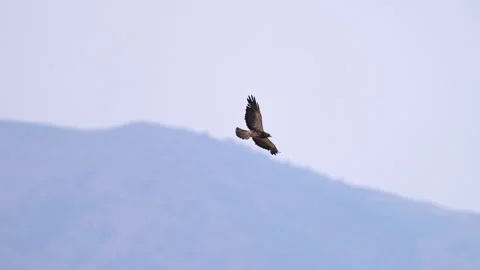 Swainson's Hawk gliding through the sky, circling as it goes to land Stock Footage 313683026