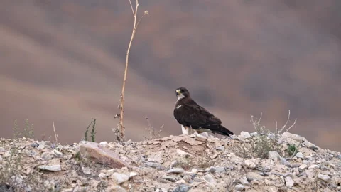Swainson's Hawk looking over its shoulder as it sits on a dirt hill Stock Footage 340847433