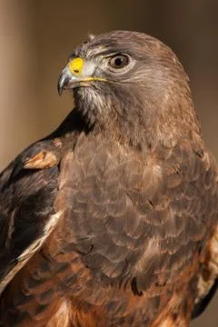 Swainson's Hawk Stock Photos
