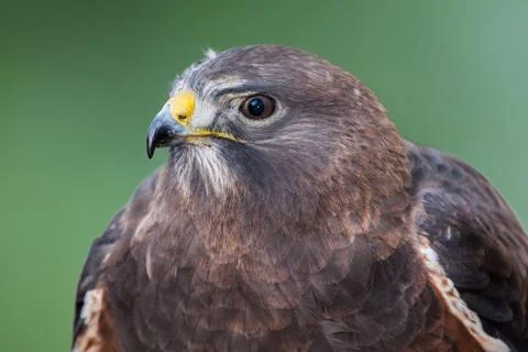 Swainson's Hawk Stock Photos