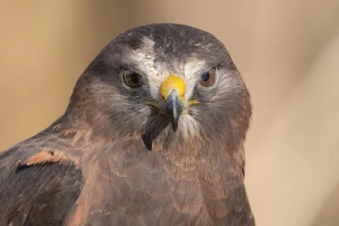Swainson's Hawk Stock Photos