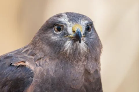 Swainson's Hawk Stock Photos