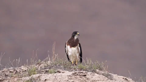 Swainson's Hawk sitting on a hill as it looks curious Stock Footage 340846523