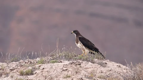 Swainson's Hawk taking flight from on top of a dirt hill Stock Footage 340847459