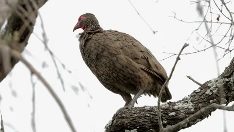 Swainson's spurfowl Stock Footage 297606482