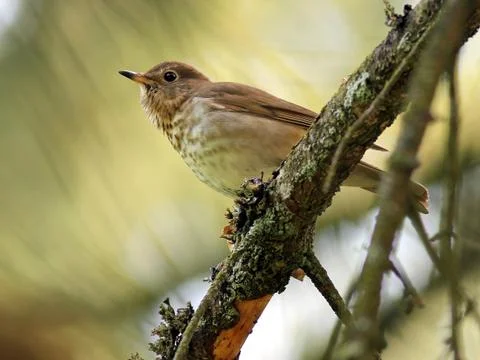 Swainson's Thrush in the Forest Fotos Stock