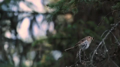 A Swainson's thrush perched on a lichen covered branch in a pine forest Stock Footage 163284260