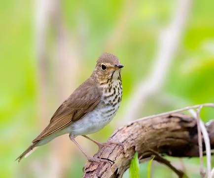 Swainsons trush perched on a dead tree branch Stock Photos