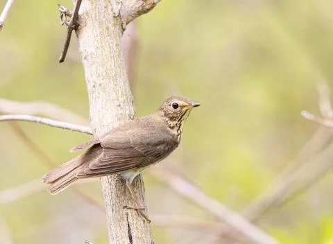 Swainsons trush perched on a tree Stock Photos