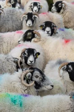 Swaledale ewes Stock Photos