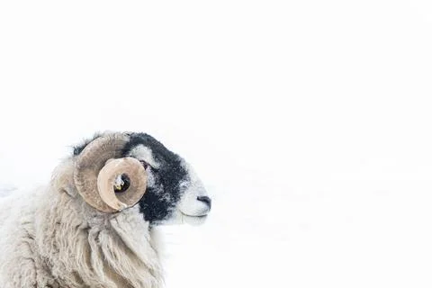Swaledale ram Stock Photos