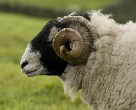 Swaledale ram Stock Photos