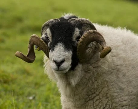 Swaledale ram Stock Photos