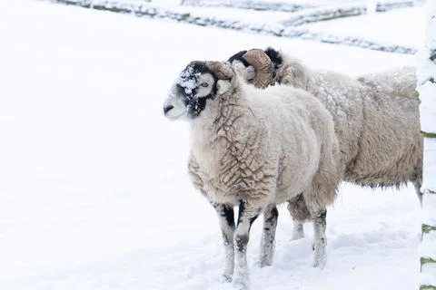 Swaledale ram in snow Stock Photos