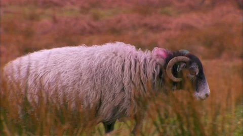 Swaledale ram walking through long grass 動画素材 95604601