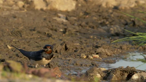 Swallow 2 Hirundo rustica collecting mud Stock Footage 148517308