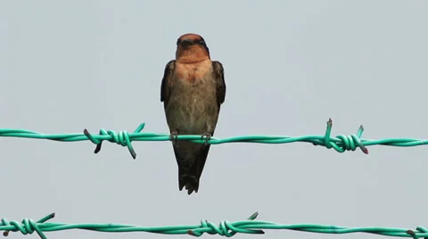 Swallow 3 Video stock 34495330