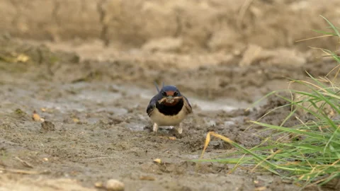 Swallow 6 Hirundo rustica Stock Footage 148517352