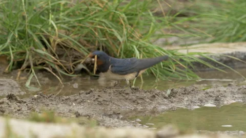 Swallow 9 Hirundo rustica Video stock 148517393