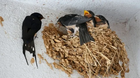 Swallow are feeding chicks in the nest and white wall Stock Footage 95476045