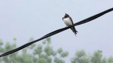 Swallow bathes in the rain Stock Footage 131619029