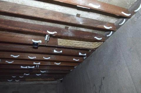 Swallow bird building Stockfoto's