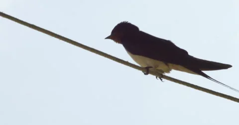 Swallow bird on a cable  Stock Footage 68715527