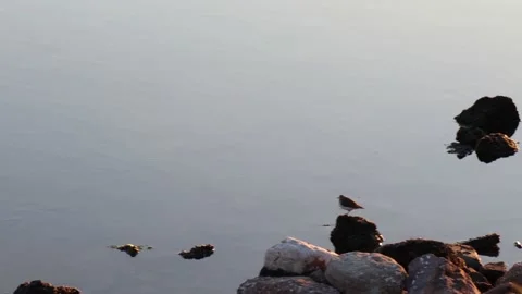 Swallow Bird Chilling at the Rocks Stock Footage 171351714
