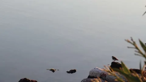 Swallow Bird Chilling at the Rocks Stock Footage 171351773