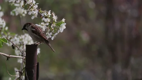 Swallow bird close-up view ,spring cherry flowers branch tree Stock Footage 107149731