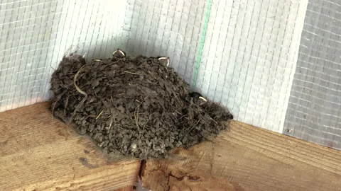 Swallow bird feeds the Chicks sitting in a nest under the roof of a wooden house Stock Footage 138613404
