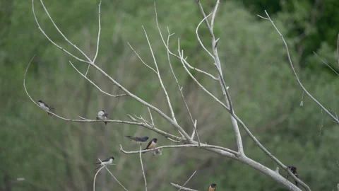 Swallow Bird Flock Landing and Taking Off Dead Tree Branches Stock Footage 336664865