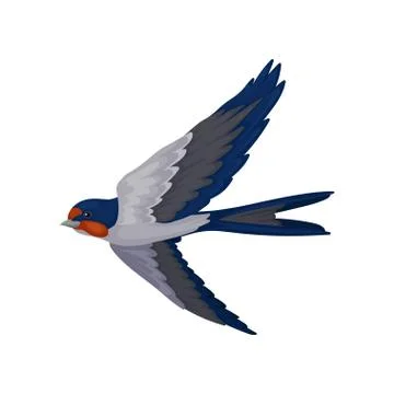 Swallow bird flying, bird with red plumage around the beak and dark blue wings Ilustración de archivo