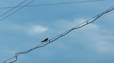 Swallow Bird Flying Slow Stock Footage 56247667