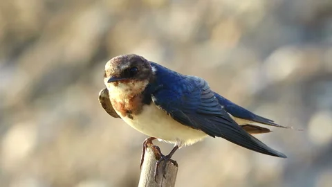 Swallow bird 스톡 동영상 291301128