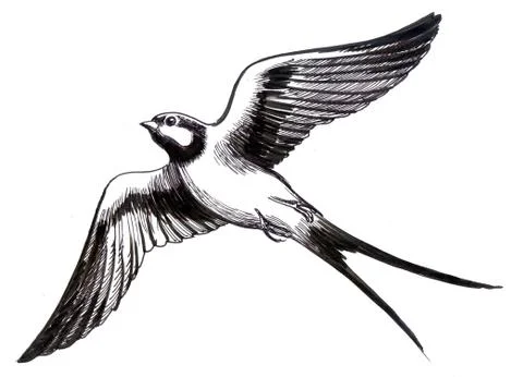 Swallow bird Stock-Illustration