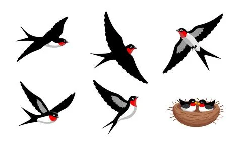 Swallow Bird Illustration Stock Illustration