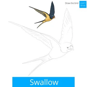 Swallow bird learn to draw vector Stock Illustration