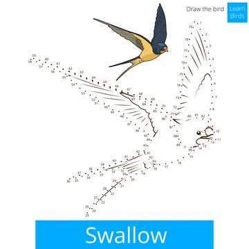 Swallow bird learn to draw vector Illustrazione stock