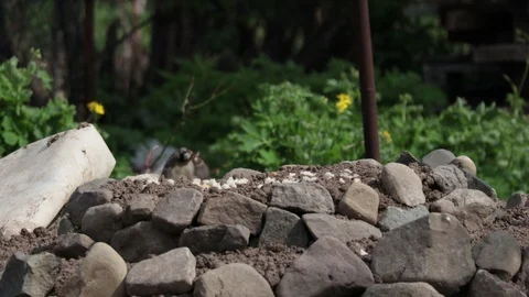 Swallow bird looking to eat Stock Footage 107149682