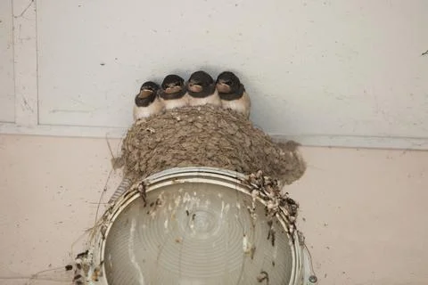 A swallow bird made a nest on a lantern and hatched chicks. Stock Photos