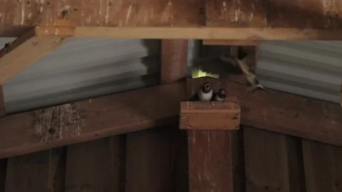 Swallow Bird Nest Inside Building, Babies Waiting for Mother Returns Vídeos de archivo 221470062